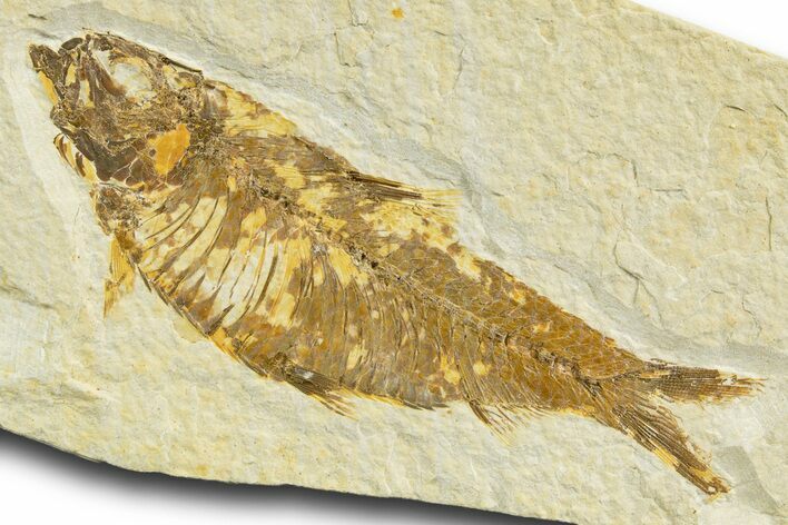 Detailed Fossil Fish (Knightia) - Wyoming #329555